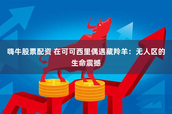 嗨牛股票配资 在可可西里偶遇藏羚羊：无人区的生命震撼